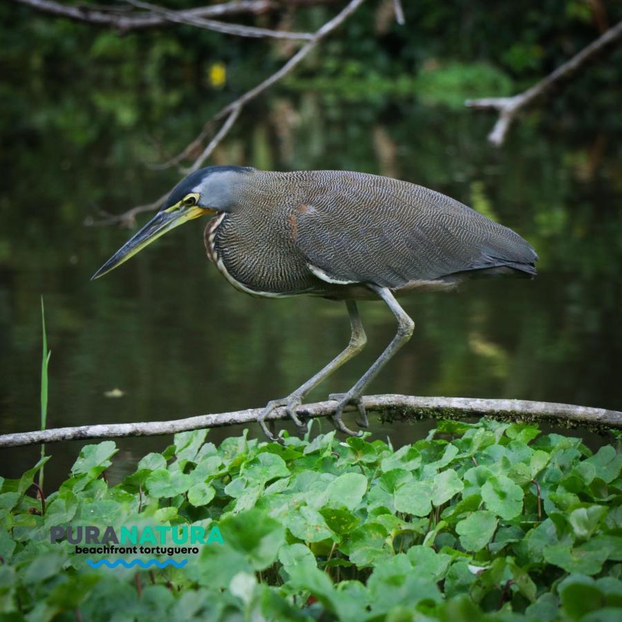 Hotel Pura Natura Beachfront Tortuguero Esterno foto