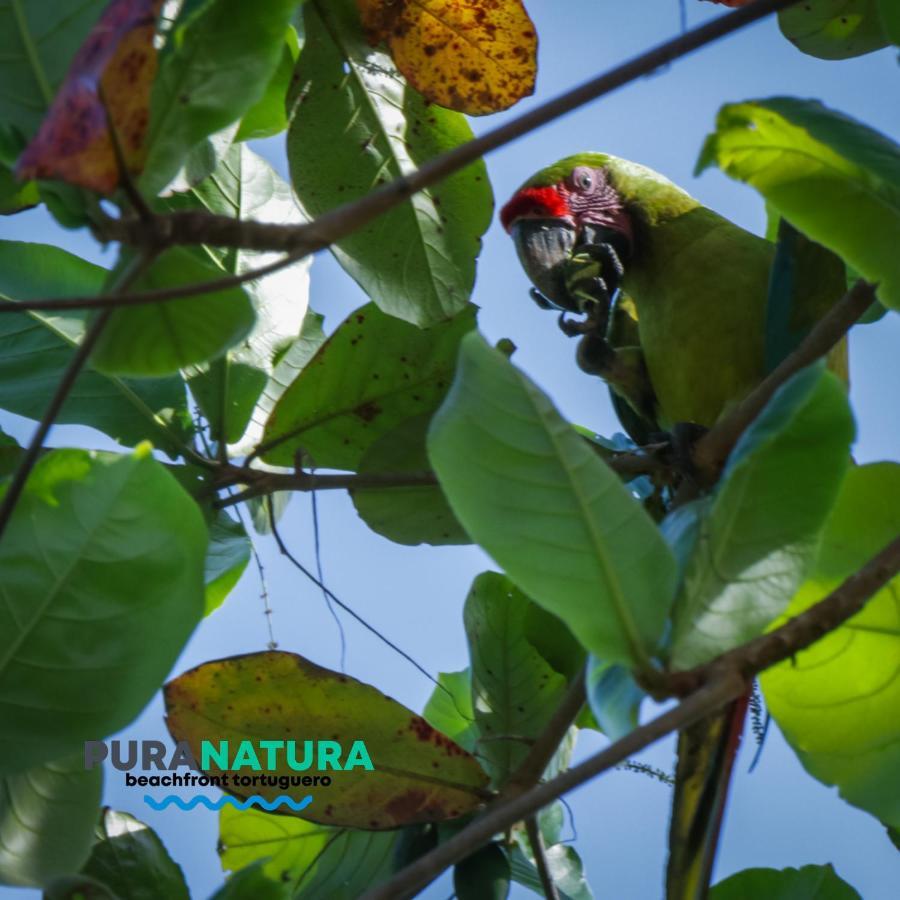 Hotel Pura Natura Beachfront Tortuguero Esterno foto