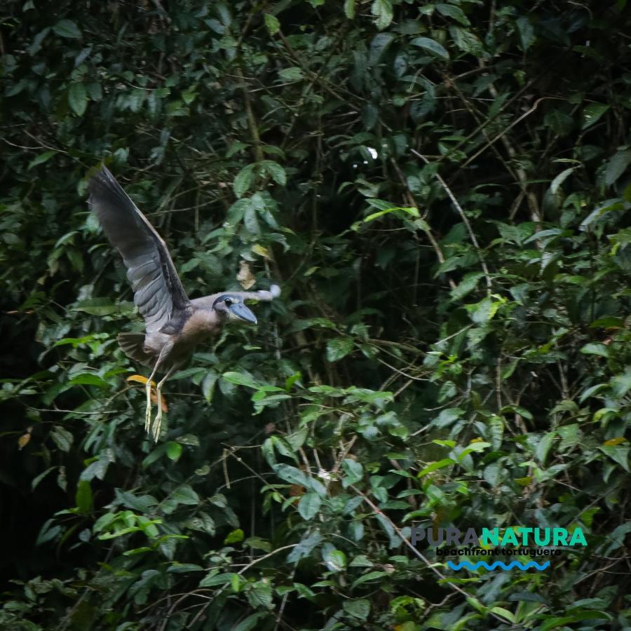 Hotel Pura Natura Beachfront Tortuguero Esterno foto